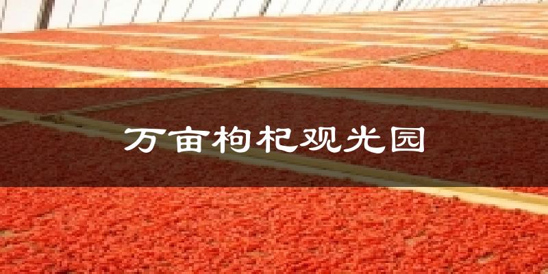 万亩枸杞观光园今日天气